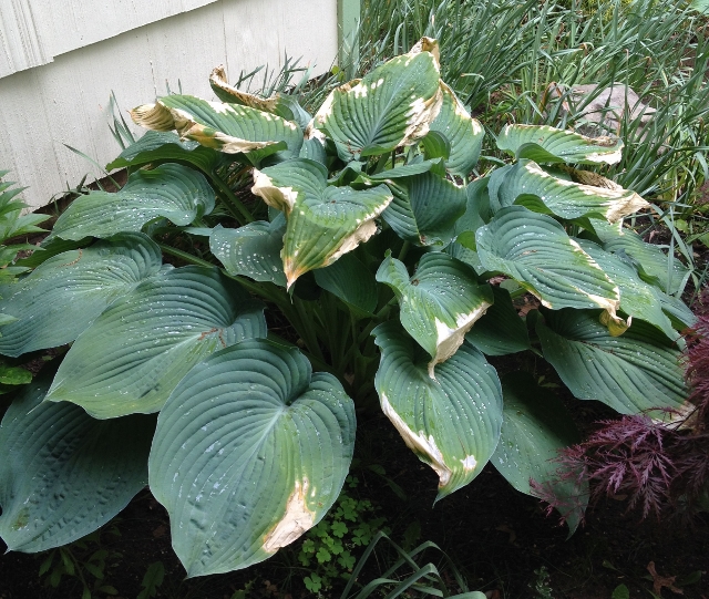 Hosta Problem (growing, Hydrangea, insects, hostas) - Garden -Trees ...